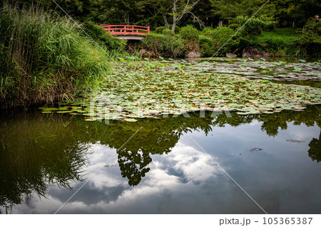 大覚寺門跡の夏、にわか雨の後に静かな水鏡となった大沢池の夏景色に朱塗りの橋が映える 大覚寺門跡の夏、にわか雨の後に静かな水鏡となった大沢池の夏景色に朱塗りの橋が映える 105365387