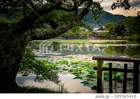 大覚寺門跡の夏、にわか雨の後に静かな大沢池の夕暮れ、蓮の葉が浮かび五大堂が映る水鏡に夕焼け 105365410
