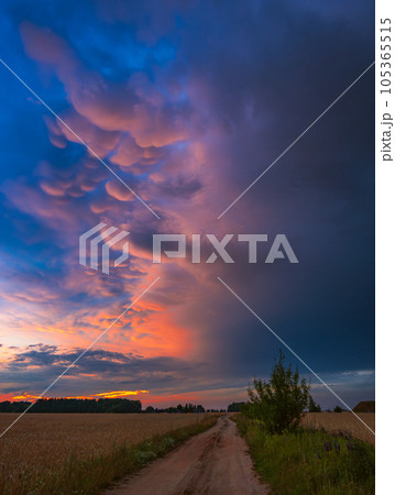 Mammatus clouds in the evening sky Mammatus clouds in the evening sky 105365515