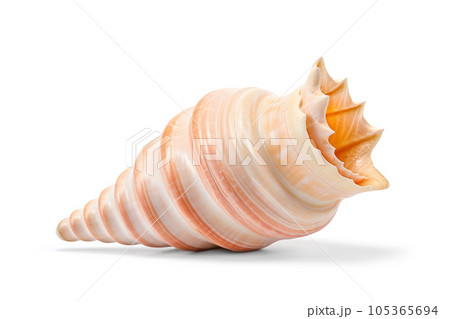 Spiral sea shell closeup on white background. Generative AI 105365694