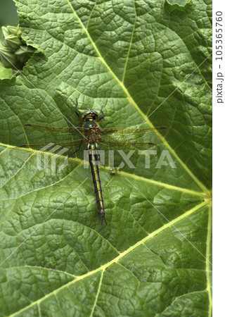 Dragonfly on a green leaf. A large dragonfly. A predatory insect. Dragonfly on a green leaf. A large dragonfly. A predatory insect. 105365760