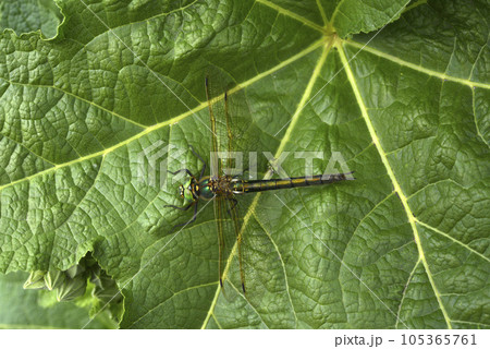 Dragonfly on a green leaf. A large dragonfly. A predatory insect. Dragonfly on a green leaf. A large dragonfly. A predatory insect. 105365761