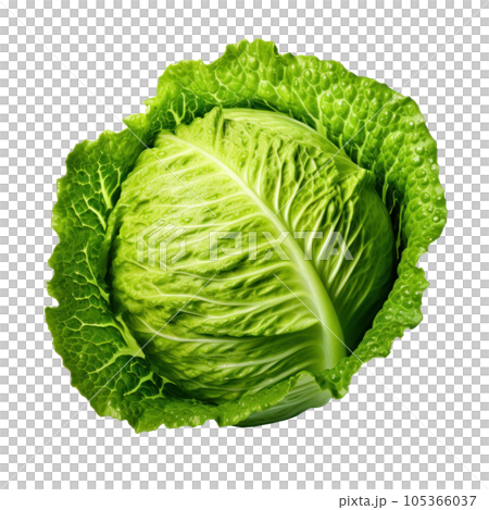 Green fresh lettuce isolated 105366037