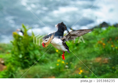 Atlantic puffin flying and foraging in Ocean on summer 105366235