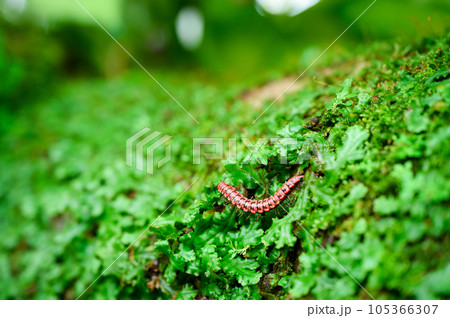 Small non poisonous centipede like reptile crawling on leafy garden 105366307