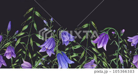 Summer meadow wildflowers seamless border. Bluebell Flowers and Wild Oats. Watercolor illustration isolated on white background. Floral delicate print for textile, scrapbooking, invitation. 105366383
