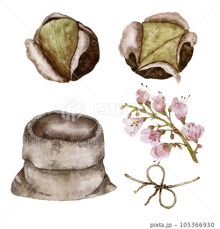 Set for the composition of roasted chestnuts. Chestnut inflorescence and canvas bag. Watercolor illustration 105366930