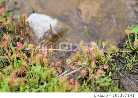 モウセンゴケ 105367141