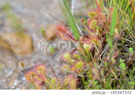 モウセンゴケ 105367142