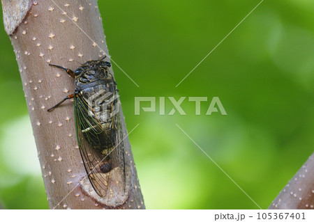 クマゼミ 105367401