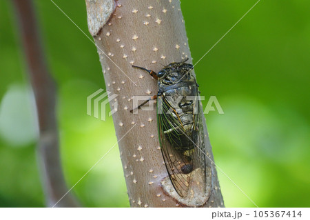クマゼミ クマゼミ 105367414