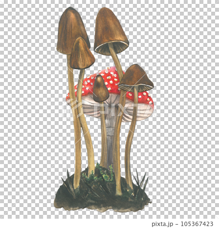 Watercolor composition of poisonous hallucinogenic mushrooms - pale toadstools and fly agaric on the background isolated on transparent background hand drawn 105367423