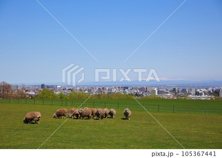 青空の下で羊の群れがいる風景 青空の下で羊の群れがいる風景 105367441