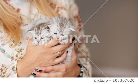Cute British cat kittens in the arms of a man. Furry pets, care and maintenance of animals. High quality photo 105367620