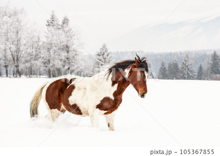 Brown and white horse, Slovak Warmblood breed, trotting on snow , blurred trees and mountains in background Brown and white horse, Slovak Warmblood breed, trotting on snow , blurred trees and mountains in background 105367855