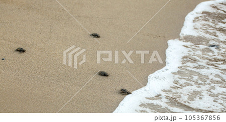 Baby turtles, just hatched from eggs, walking on sand trying to get into sea Baby turtles, just hatched from eggs, walking on sand trying to get into sea 105367856