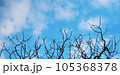 Silhouette of tree branches against the blue sky with clouds backgrounds for banners, posters, information graphics, prints layout covering books, magazine pages, advertising materials, advertisements 105368378
