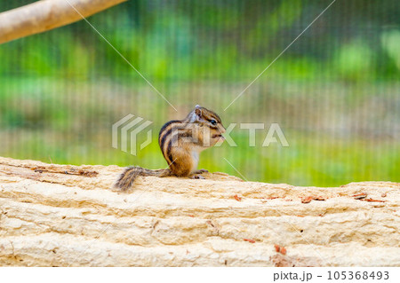 【動物素材】シマリス　飛騨山野草自然庭園【岐阜県】 105368493