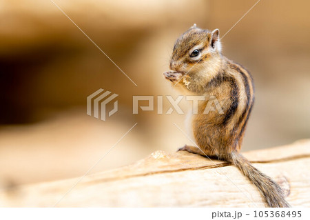 【動物素材】シマリス 飛騨山野草自然庭園【岐阜県】 【動物素材】シマリス 飛騨山野草自然庭園【岐阜県】 105368495