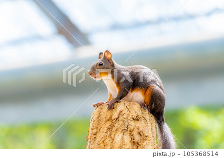 【動物素材】ニホンリス【岐阜県】 【動物素材】ニホンリス【岐阜県】 105368514