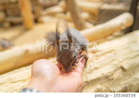 【動物素材】エゾリス 飛騨山野草自然庭園【岐阜県】 【動物素材】エゾリス 飛騨山野草自然庭園【岐阜県】 105368539