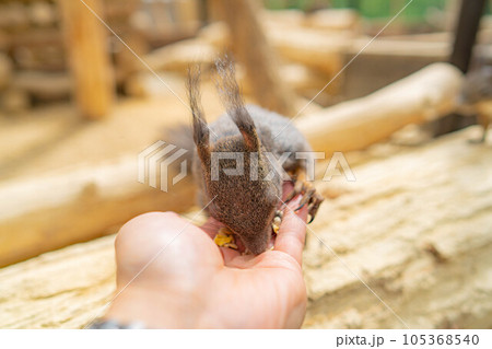 【動物素材】エゾリス 飛騨山野草自然庭園【岐阜県】 【動物素材】エゾリス 飛騨山野草自然庭園【岐阜県】 105368540