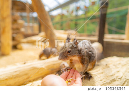 【動物素材】エゾリス 飛騨山野草自然庭園【岐阜県】 【動物素材】エゾリス 飛騨山野草自然庭園【岐阜県】 105368545