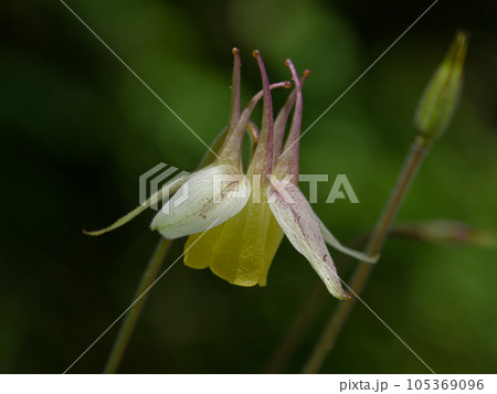 山地の草原に咲く多年草 キンポウゲ科キバナノヤマオダマキの花 山地の草原に咲く多年草 キンポウゲ科キバナノヤマオダマキの花 105369096