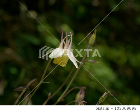 山地の草原に咲く多年草 キンポウゲ科キバナノヤマオダマキの花 山地の草原に咲く多年草 キンポウゲ科キバナノヤマオダマキの花 105369098
