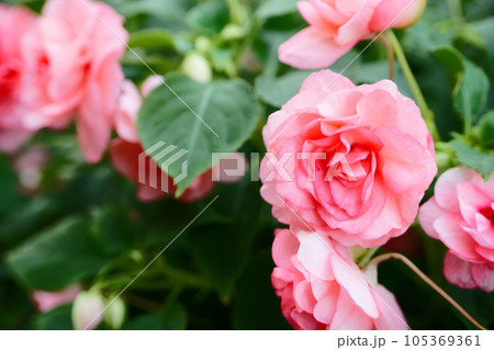 庭に咲く鉢植えのインパチェンス 庭に咲く鉢植えのインパチェンス 105369361