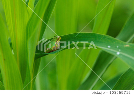 葉っぱの上で休むアマガエル 葉っぱの上で休むアマガエル 105369713