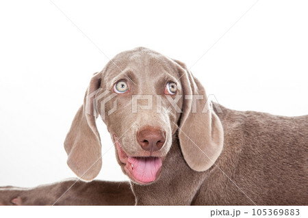 Beautiful green eyed Weimaraner puppy isolated on white background. Beautiful green eyed Weimaraner puppy isolated on white background. 105369883