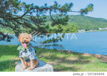 天橋立で犬と散歩 天橋立で犬と散歩 105369899