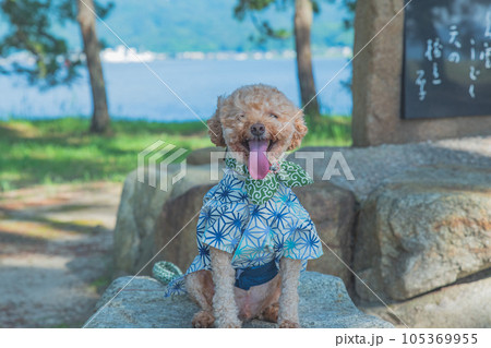 天橋立で犬と散歩 天橋立で犬と散歩 105369955