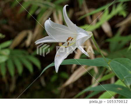 Flowering of Liliaceae Sasa lily, a special - Stock Photo