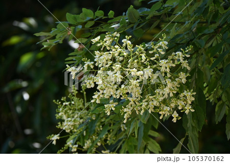 エンジュ（槐）の花 105370162
