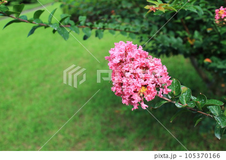 ピンク色の可愛いサルスベリの花 ピンク色の可愛いサルスベリの花 105370166