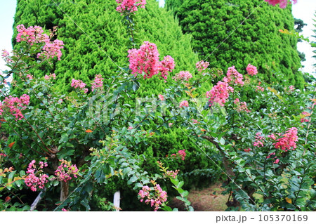 可愛いサルスベリの花 105370169
