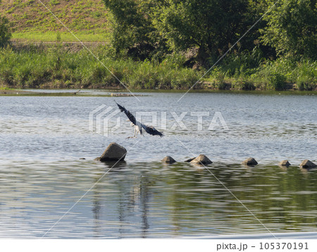 河川の岩場に降り立つアオサギ 河川の岩場に降り立つアオサギ 105370191