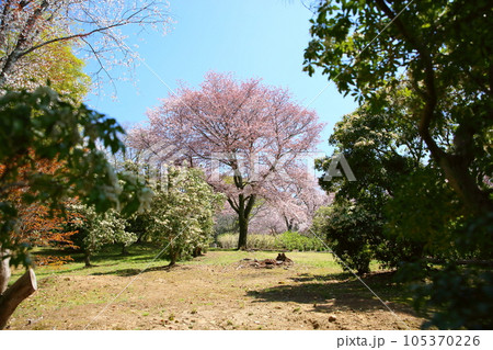 奈良九重桜　満開 105370226