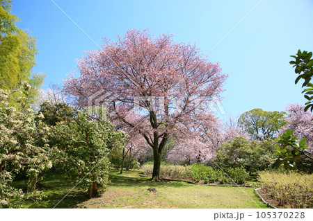 奈良九重桜 満開 奈良九重桜 満開 105370228