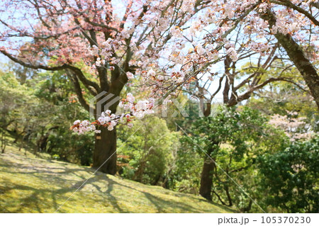 山桜 満開 山桜 満開 105370230