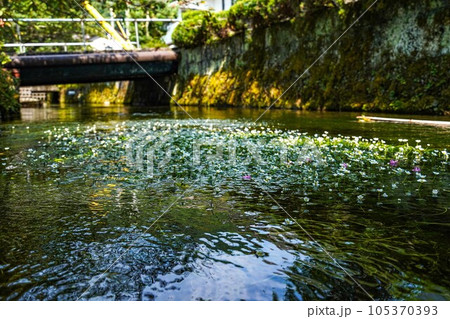 梅花藻　醒井宿 105370393