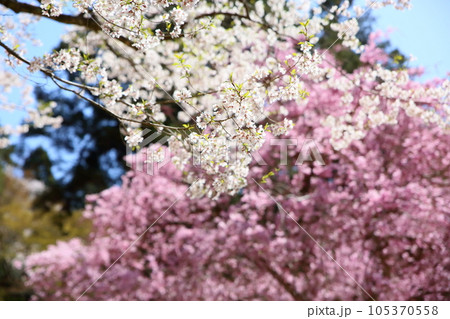 ソメイヨシノの花　満開 105370558