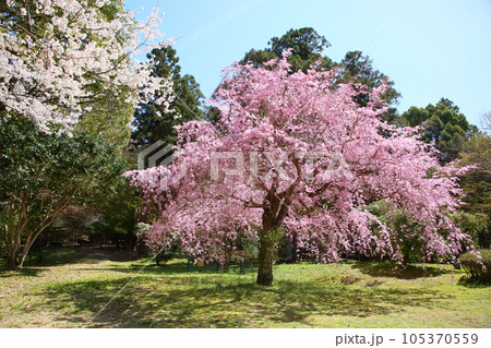 鮮やか八重桜 紅豊 鮮やか八重桜 紅豊 105370559