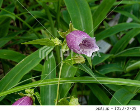 キキョウ科ヤマホタルブクロの花 105370709