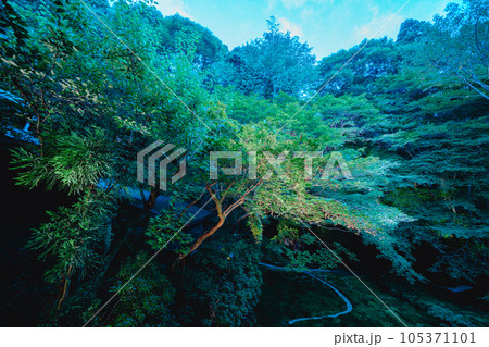 京都の寺院の庭園 105371101