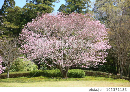 鮮やか八重桜 紅豊 鮮やか八重桜 紅豊 105371188