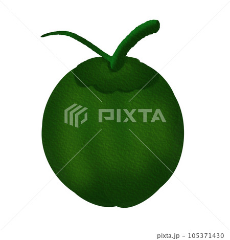 coconut coconut 105371430