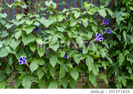 Japanese Morning Glory, Ipomoea Maisugata, Kanazawa, Japan. 105371820